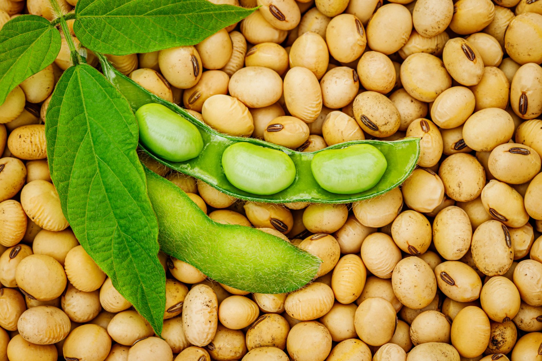 Legumes - why should you eat them? Legumes - why should you eat them?